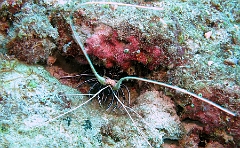 IMG_7608rc_Maldives_Madoogali_Langouste-Panulirus versicolor